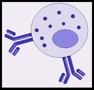 renovar carnet conducir palma de mallorca. certificados medicos